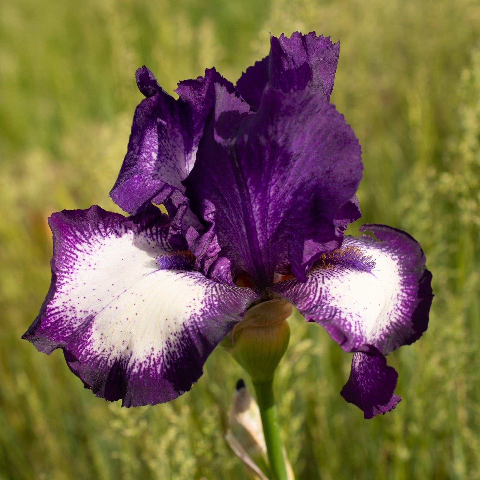 **FOOTLOOSE** Tall Bearded Iris. Pre-Order, Combined Shipping: Jul – Sep