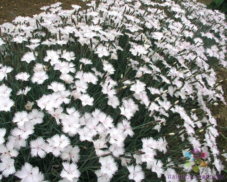 200+ Dianthus Greystone Carnation Seeds for Garden – USA – FREE SHIPPING!
