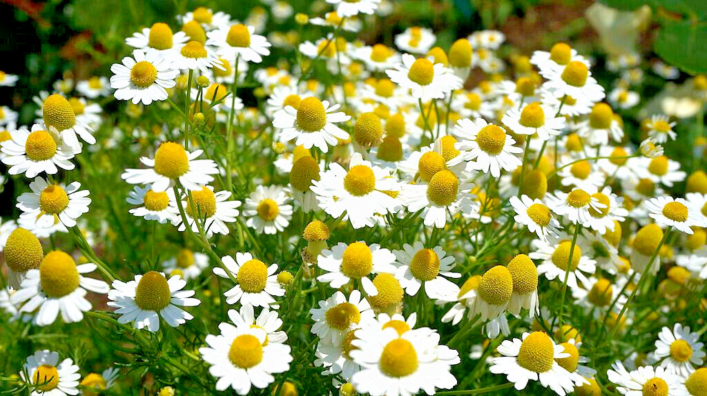 GERMAN CHAMOMILE 100 SEEDS, HERB, SLEEP, CALMING, HEALING, MATRICARIA RECUTITA