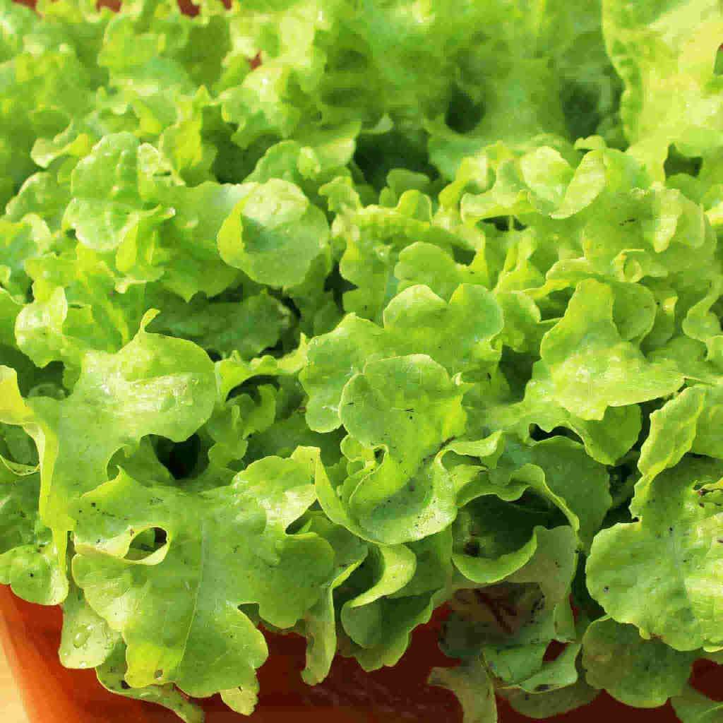800+ GRAND RAPIDS LETTUCE SEEDS FRESH HARVEST FOR GARDENS