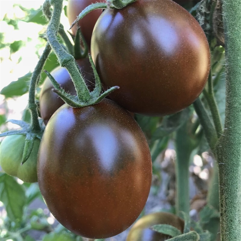 100 Black Prince Tomato Seeds- With Bonus! |Organic Non-GMO Heirloom