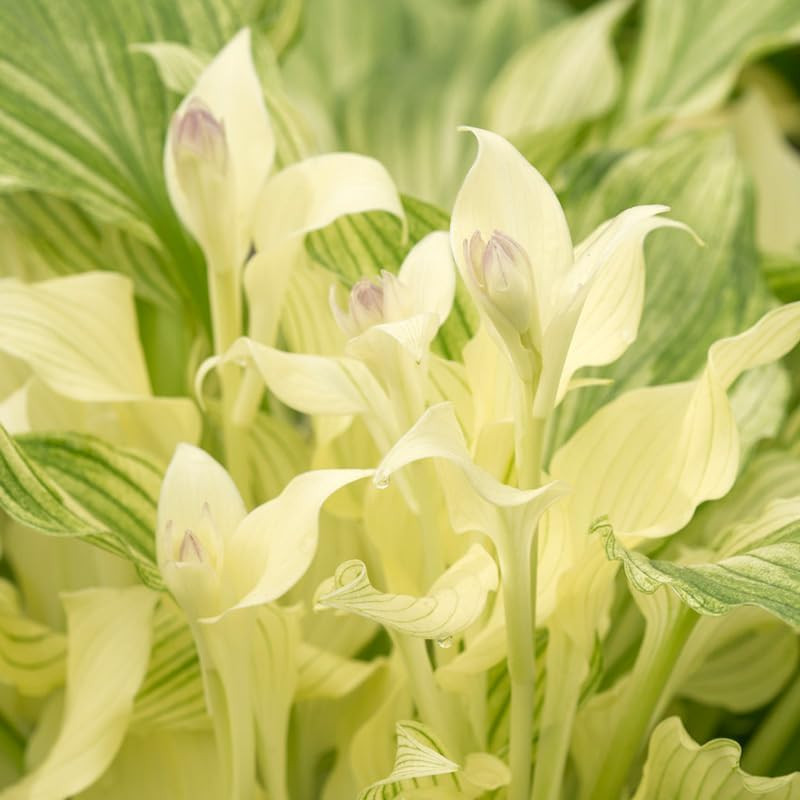White Feather Hosta Flower Root – Attracts Butterflies and Hummingbirds – Grows