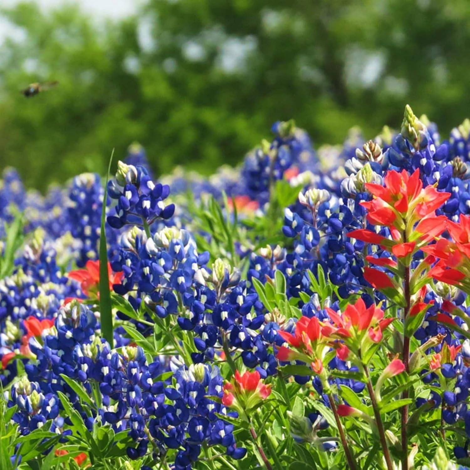 1000+ Texas Bluebonnet Seeds for Planting – Annual Lupinus Texensis, Heirloom Qu