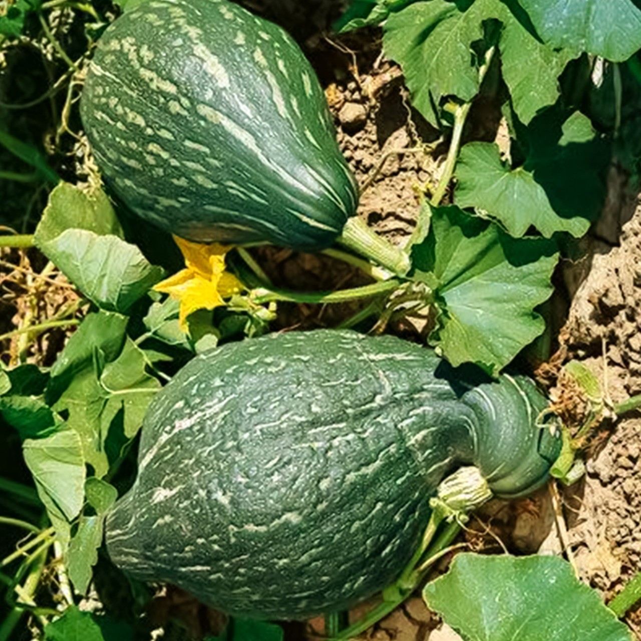 10 Hubbard True Green Improved Winter Squash Heirloom Seed.