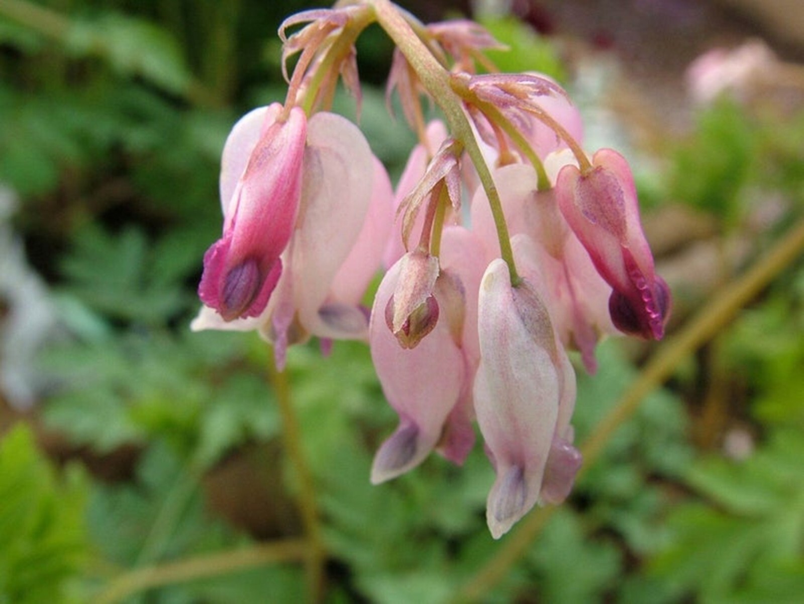 25 Baby Pink Bleeding Heart Seeds Dicentra Spectabilis Flowers Seed Flower