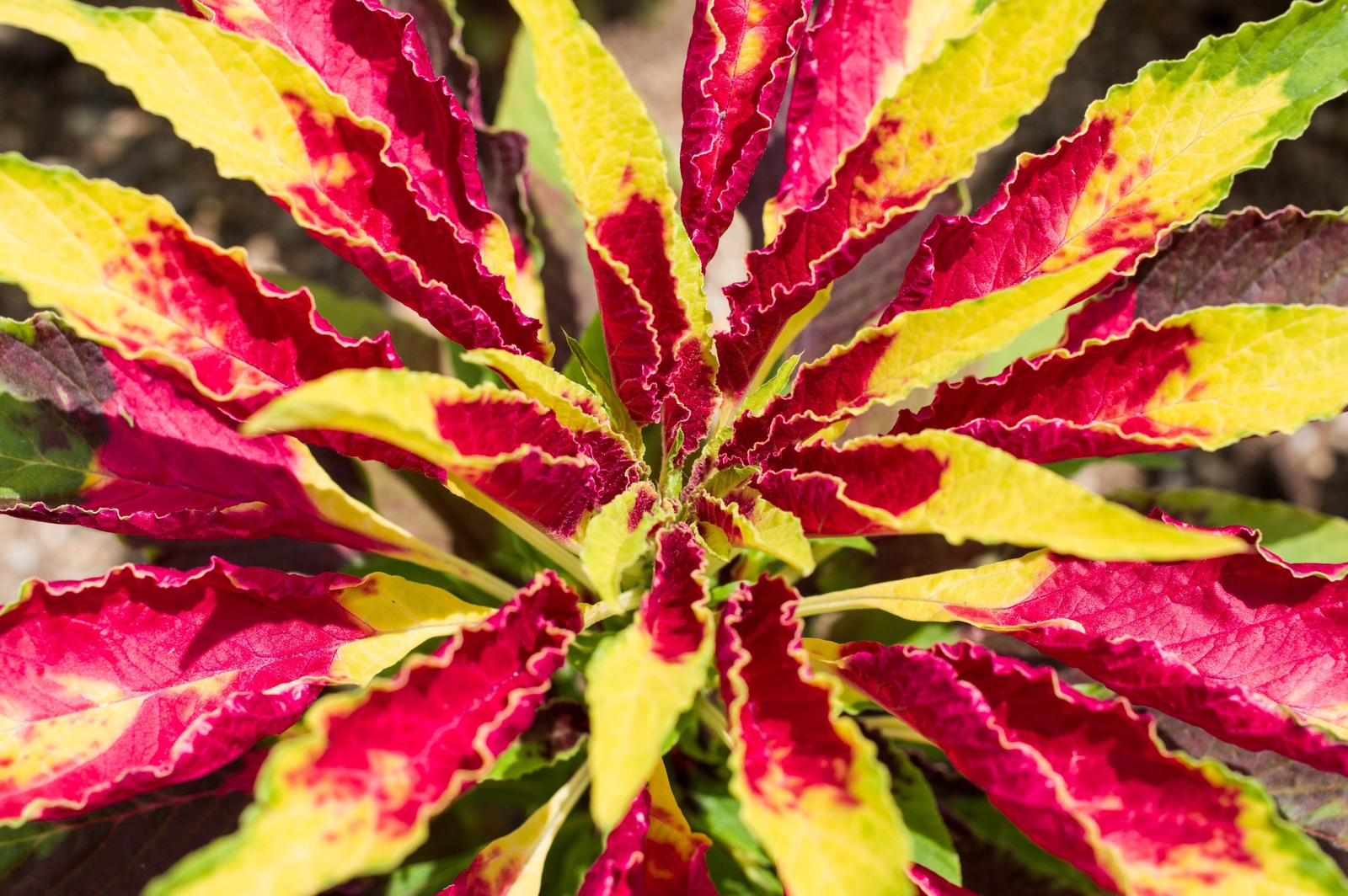 150 TRICOLOR AMARANTHUS PERFECTA Summer Poinsettia Amaranth Flower Seeds *CombSH
