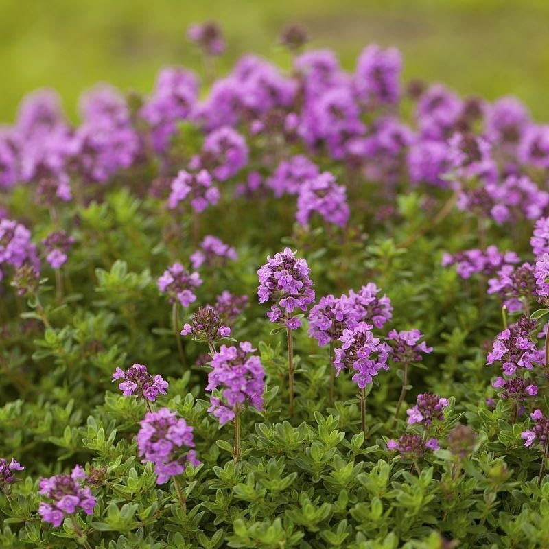 21500Pcs Creeping Thyme Seeds for Planting Outdoor, Hardy Perennial Ground Cover