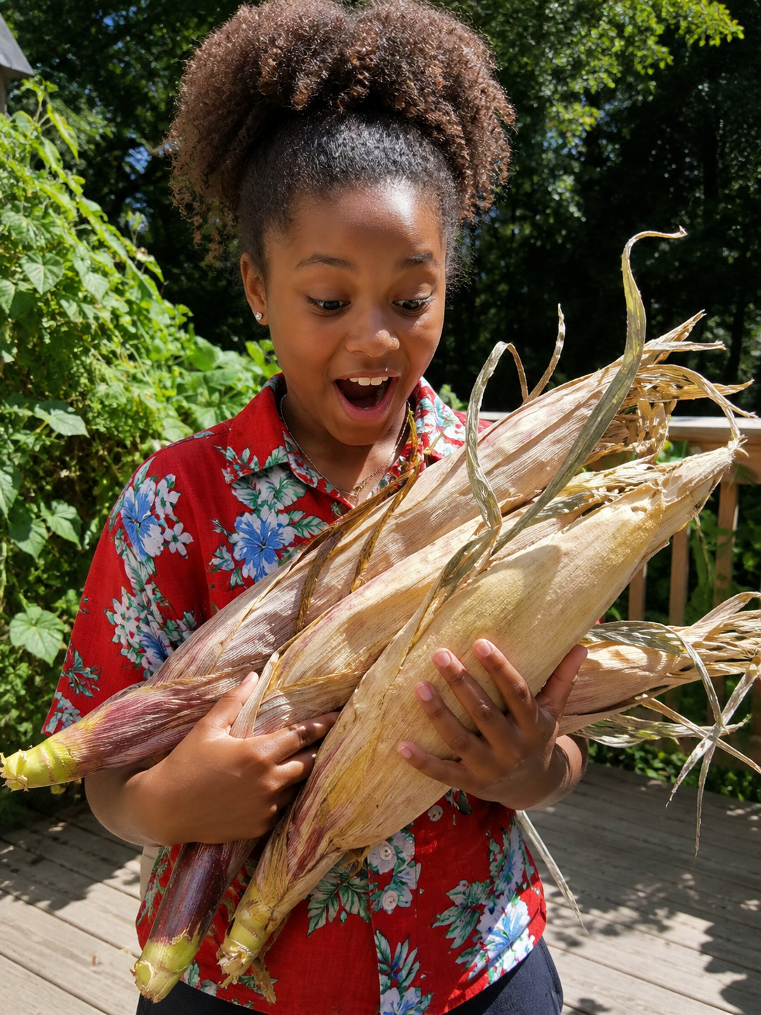 25 Rare Giant Indian Corn Seeds, Colorful Massive Ears, Free and Fast Shipping
