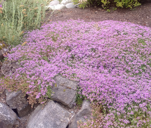 CREEPING THYME DWARF Thymus Serpyllum Ground Cover — 25,000 Bulk Flower Seeds