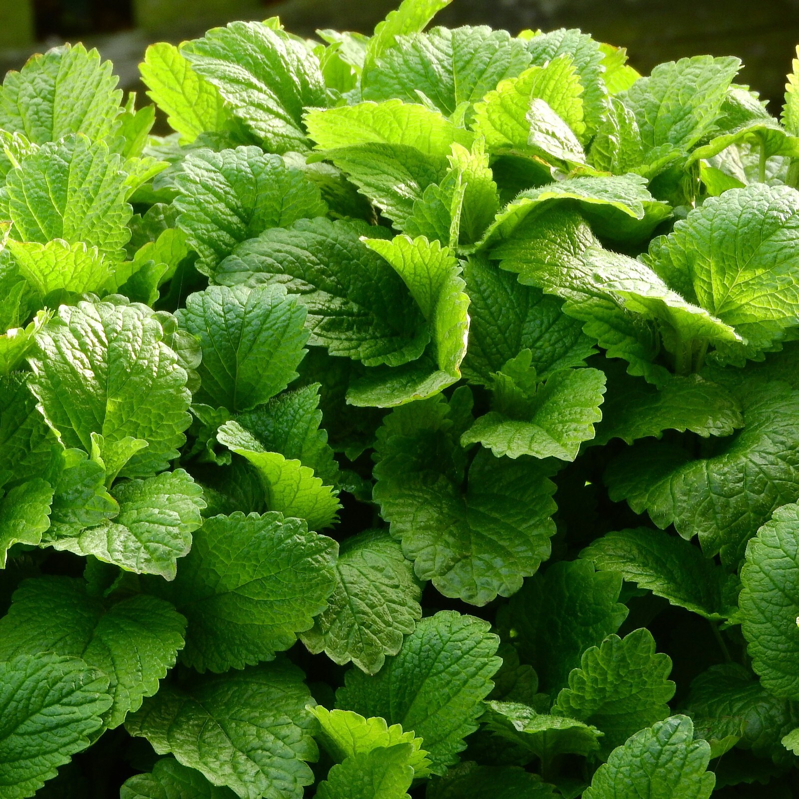 Lemon Balm Seeds, Organic Heirloom, Non-GMO, Herbal Tea, Free Shipping