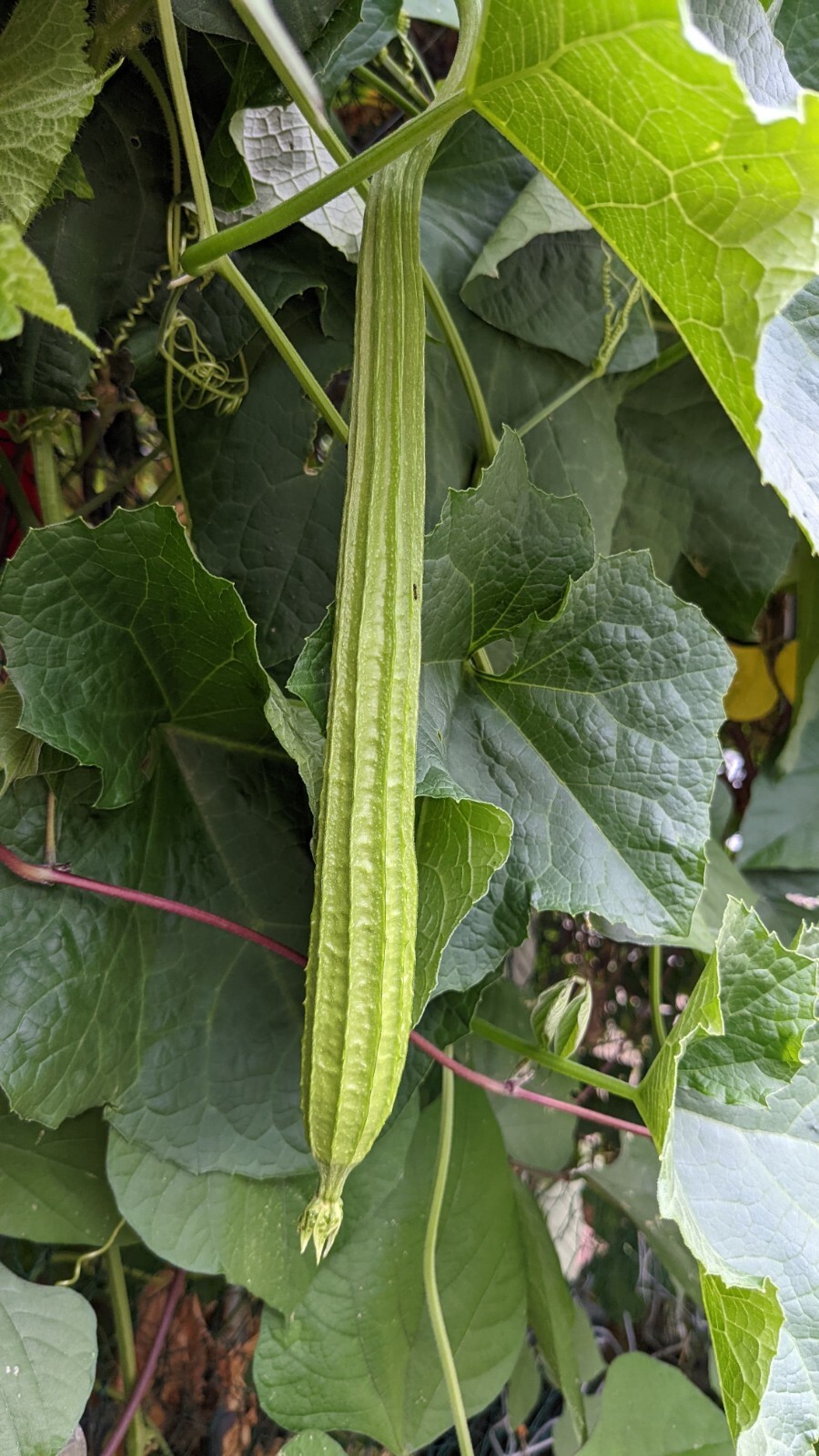 Ridged gourd | 10 seeds | Chinese Okra | Angled Luffa Gourd | Sigua | Sponge