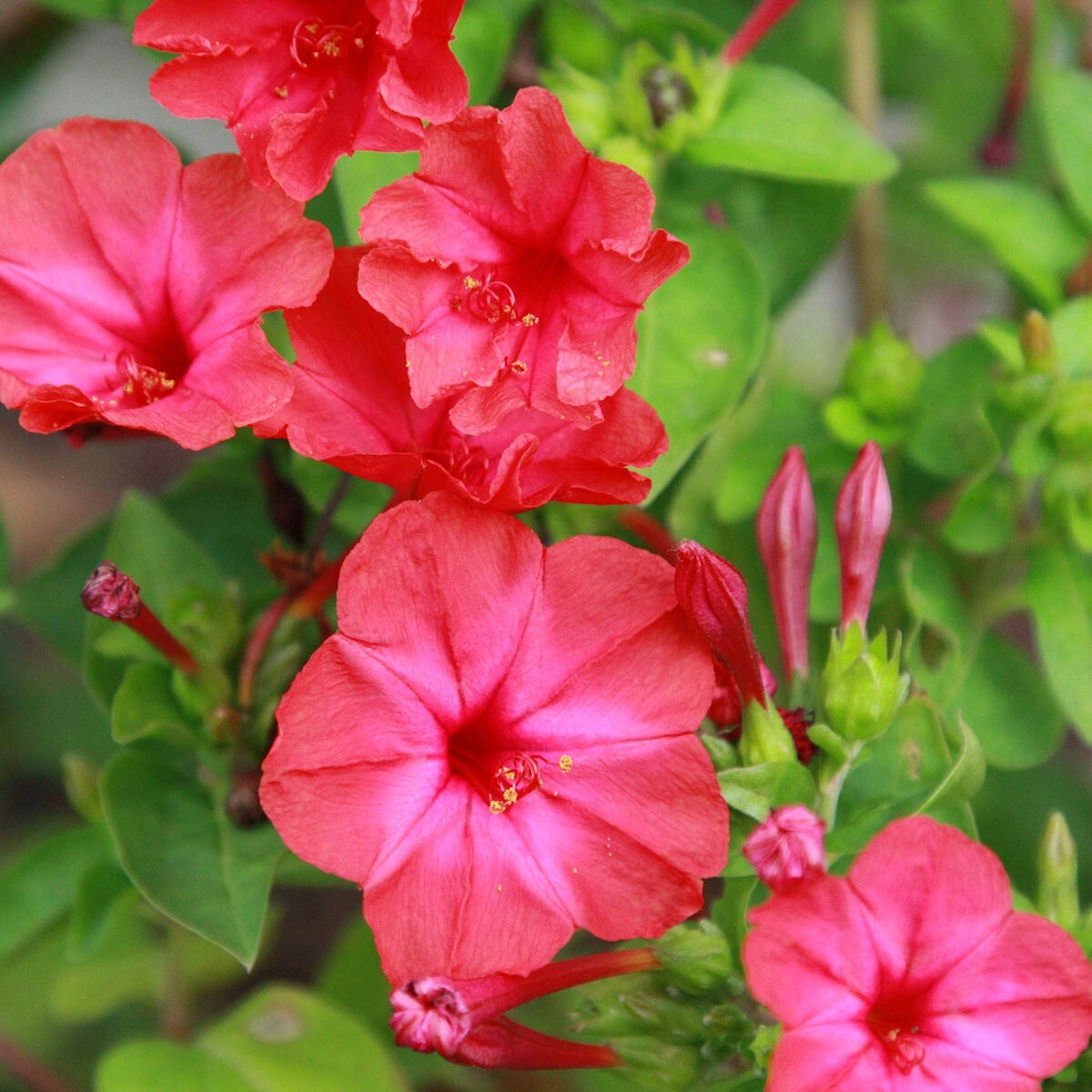 50 Red Four O’Clock Wildflower Seeds – Everwilde Farms Mylar Seed Packet