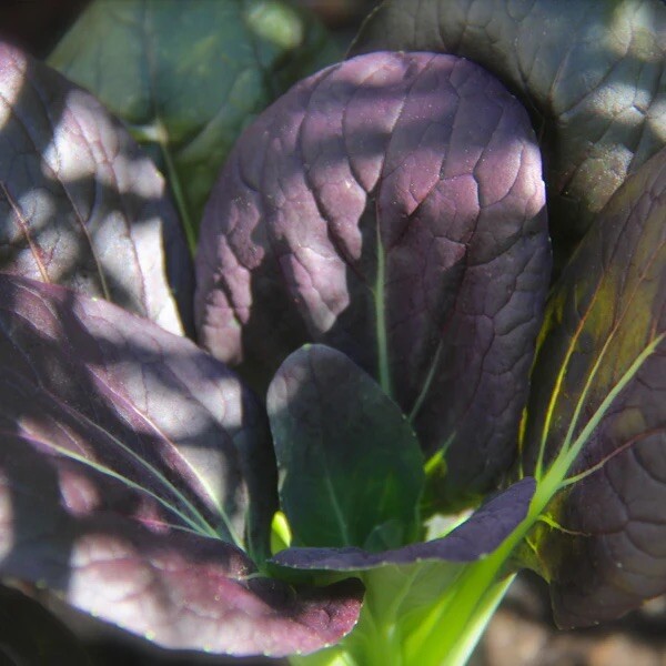 Purple/Green Bok Choy F1 hybrid Cabbage Seeds 40~45 days. Shanghai Pak Choy