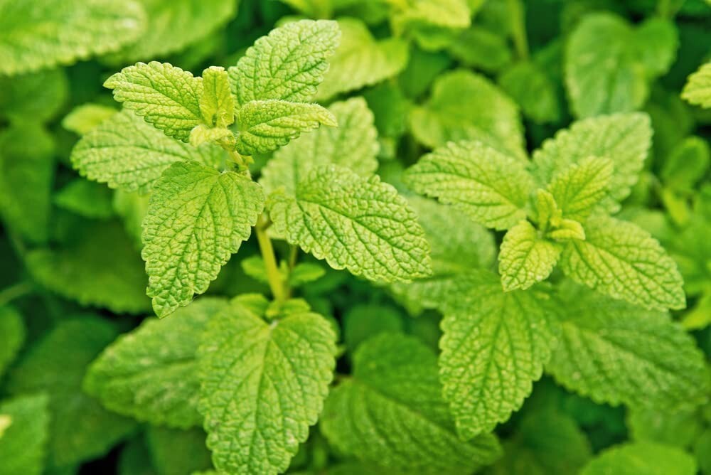 Lemon Balm Seeds for Planting Melissa officinalis Popular Garden Herb
