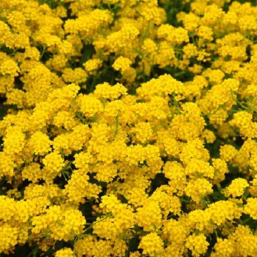 Basket of Gold Sweet Alyssum Seeds Perennial Yellow Ground Cover Rock Madwort
