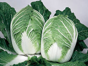 Cabbage China Express 500 seeds
