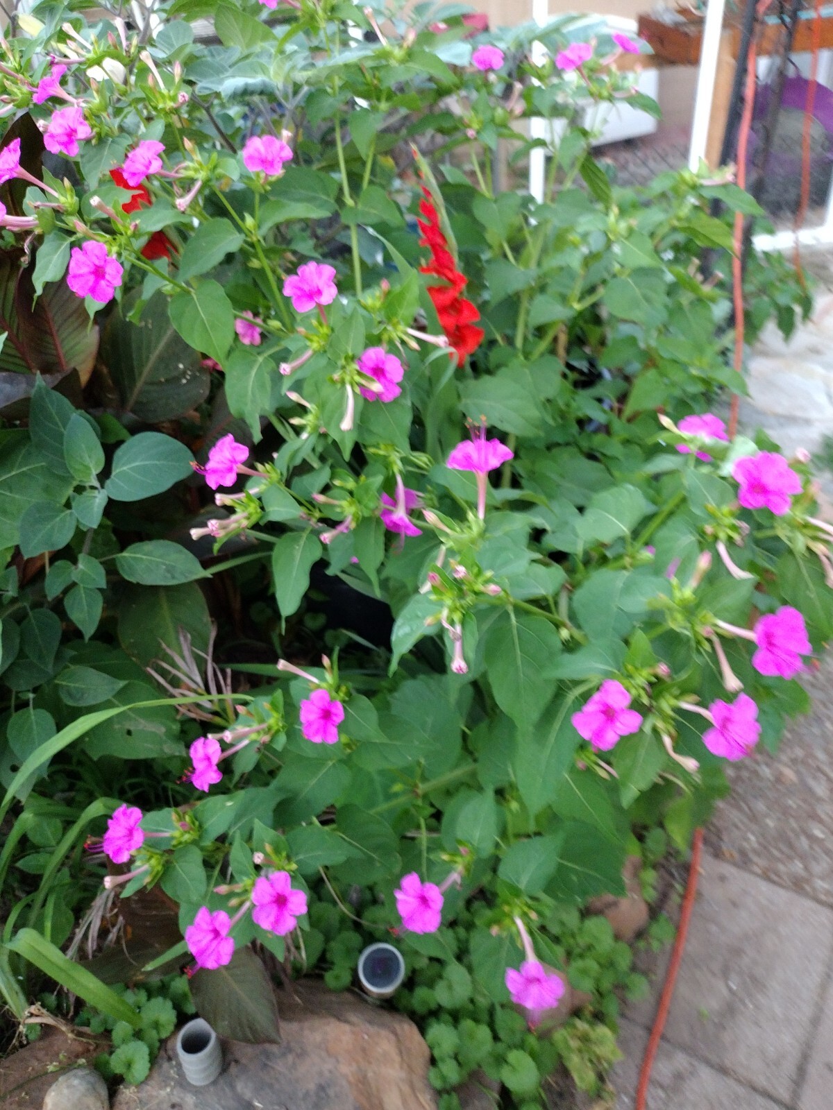 50x Four O’ Clock Flower Seeds Attracts Humming birds Butterflies FREE SHIPPING