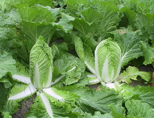200+ Chinese Cabbage Seeds Michihili Heading Cabbage(Brassica rapa) Bok Choy USA