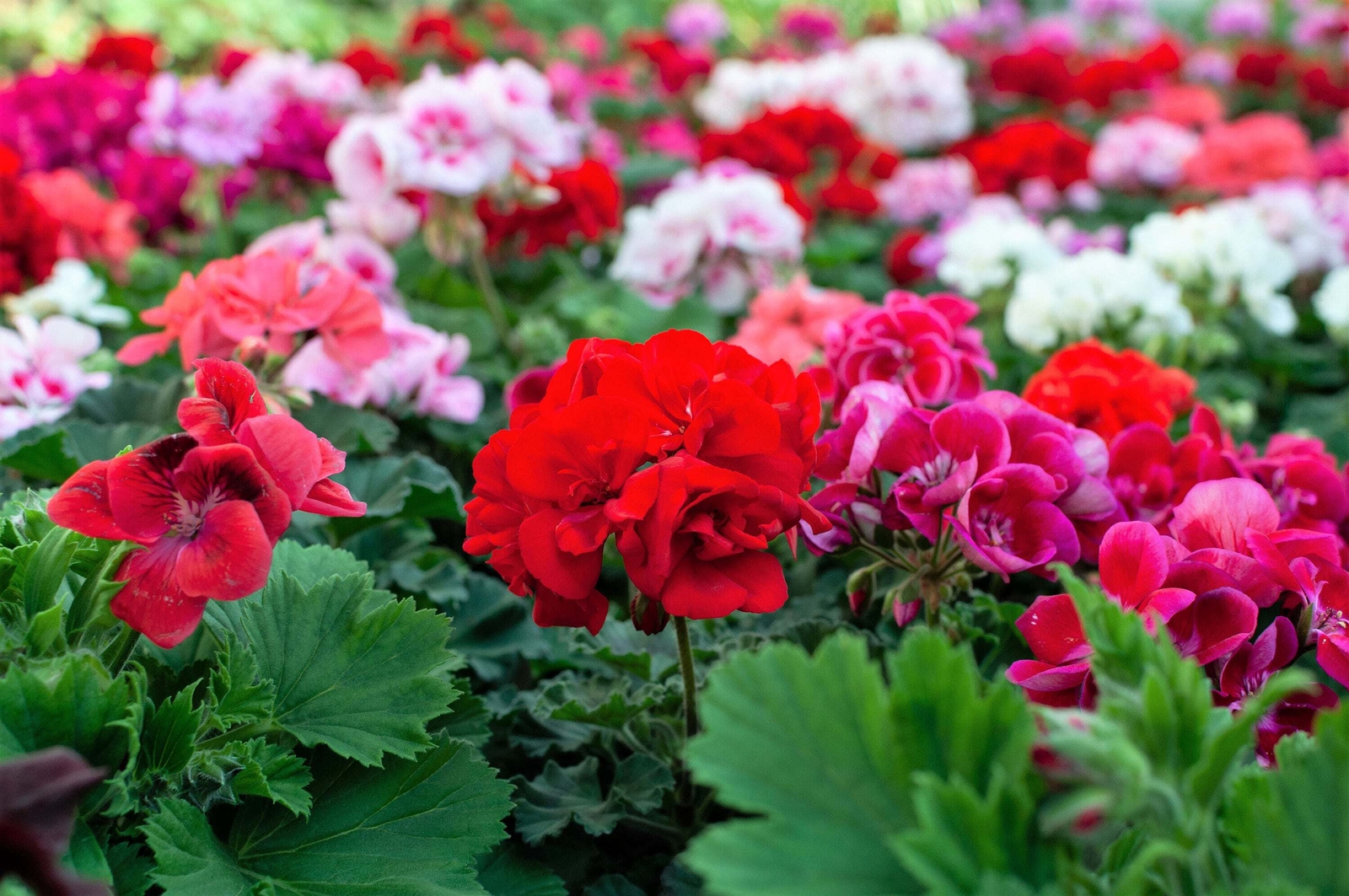 10 MIXED COLORS GERANIUM Pelargonium Zonale Pink Purple Red Salmon Flower Seeds