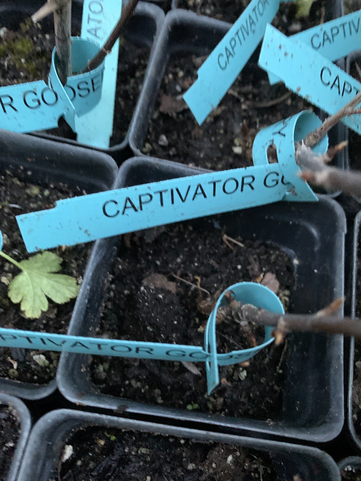 Captivator Red Gooseberry Plant well rooted starter plant 6-12 inches tall