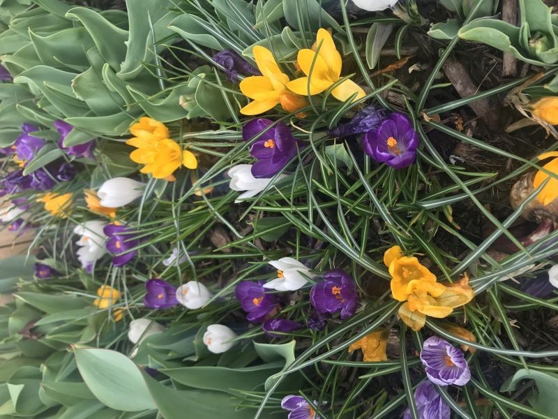20 Jumbo Crocus Mix Fall Flower Planting Bulbs-USA Farm & Company-FREE SHIPPING