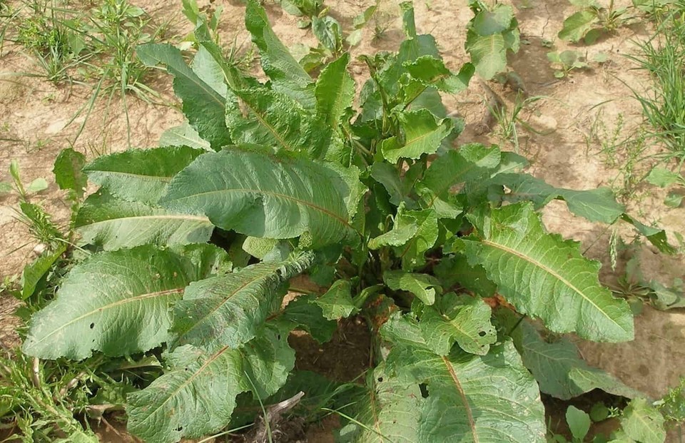 1 TSP Curly Dock Seeds Rumex Crispus Edible Medicinal Organic Non-GMO
