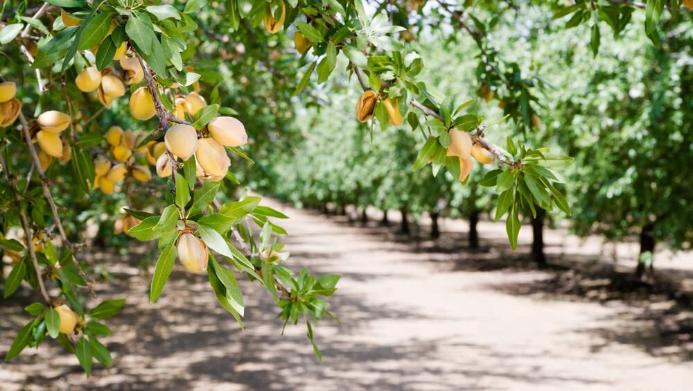 Almond Tree Seeds – 20 Seeds – Grow Almonds Trees