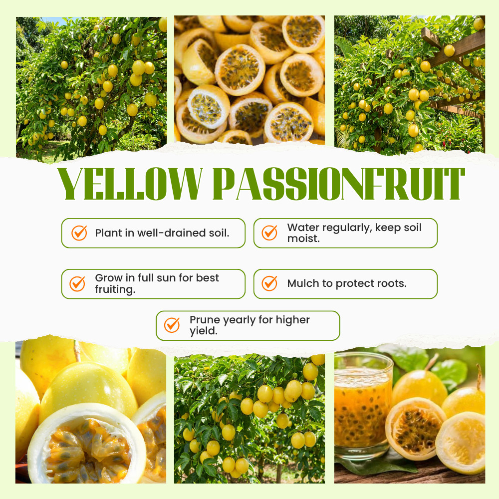 Yellow Passionfruit Live Plant 4-6 Inches Tall Rooted Cold Hardy Vine
