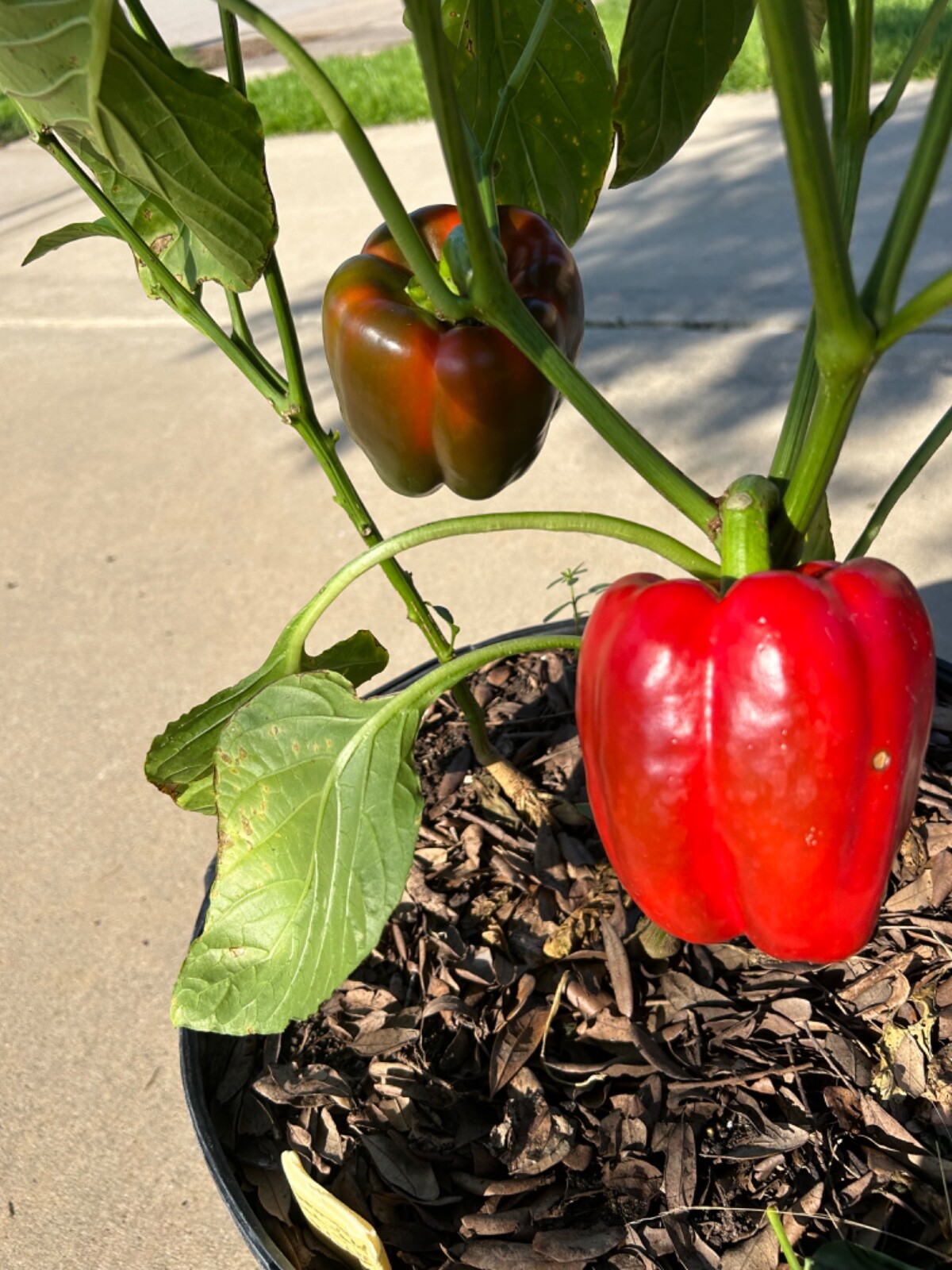30+ Red Extra Large Bell Pepper Seeds Prolific Heirloom