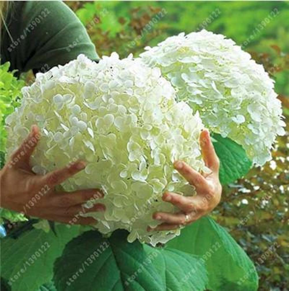 10 EXOTIC RARE HYDRANGEA SEEDS for garden flower beds plant bush USA SELLER USPS