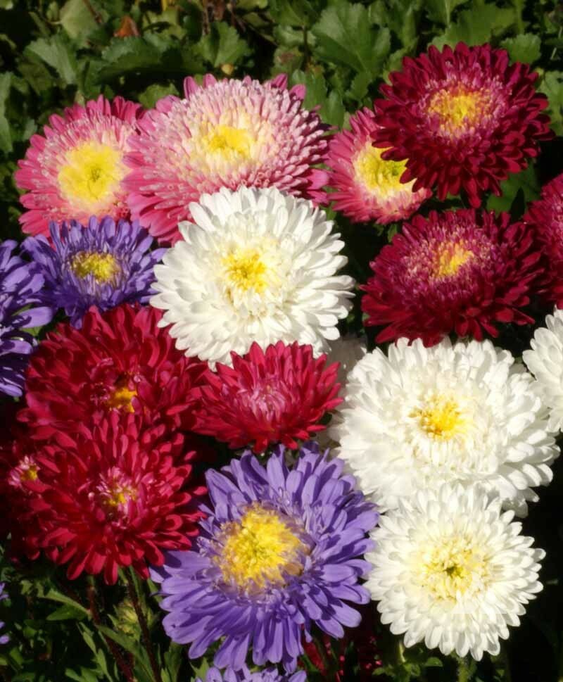 1000 Aster Flower Seeds Powder Puff Mix Colors Callistephus chinensis