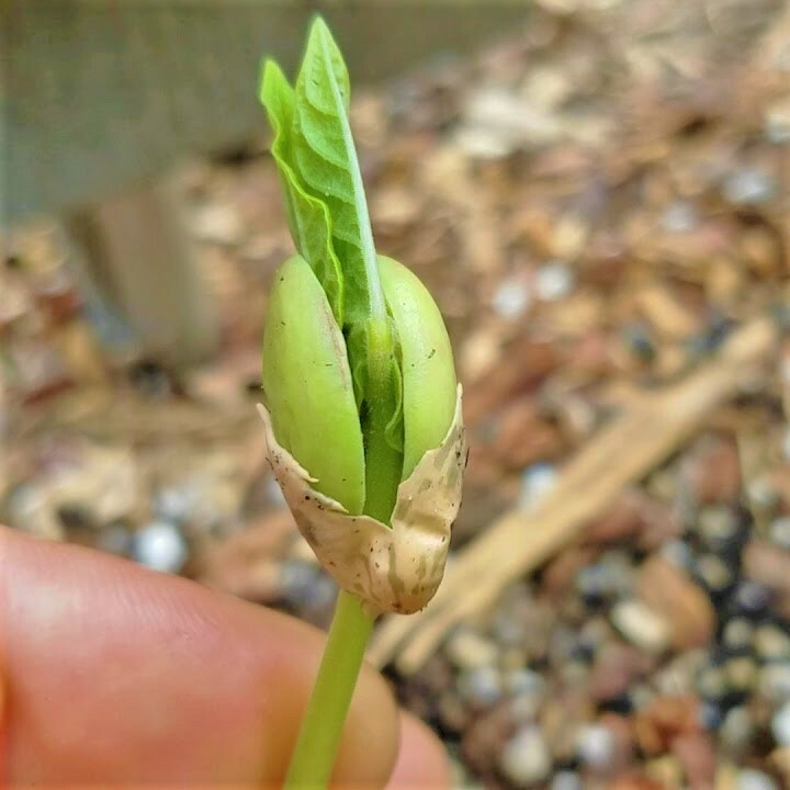 Pinto Bean Seeds | For Planting Bush Shell Beans Spanish Pea Vegetable Seed 2024
