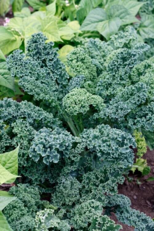 Blue Curled Scotch/Vates Heirloom Seeds – Non GMO – 200 Seeds