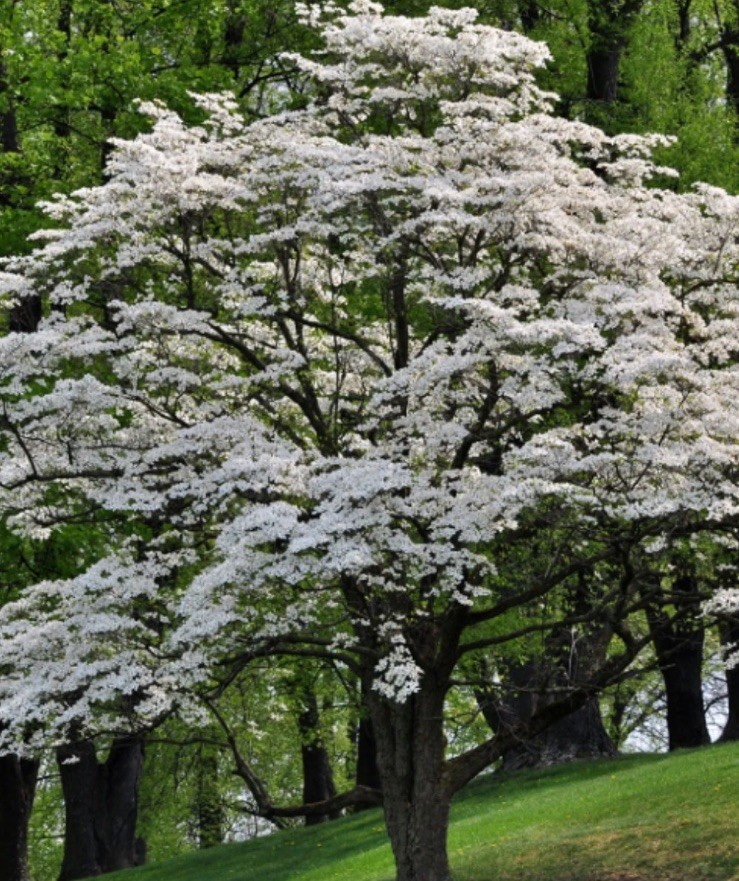 Free!Bogo20 White Flowering DogwoodTree Seeds Spring & Fall Color, NativeOrganic