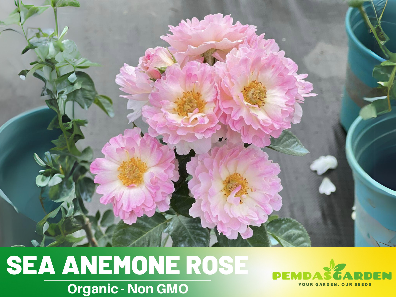 30+ Seeds| Sea Anemone Perennial Rose Seeds