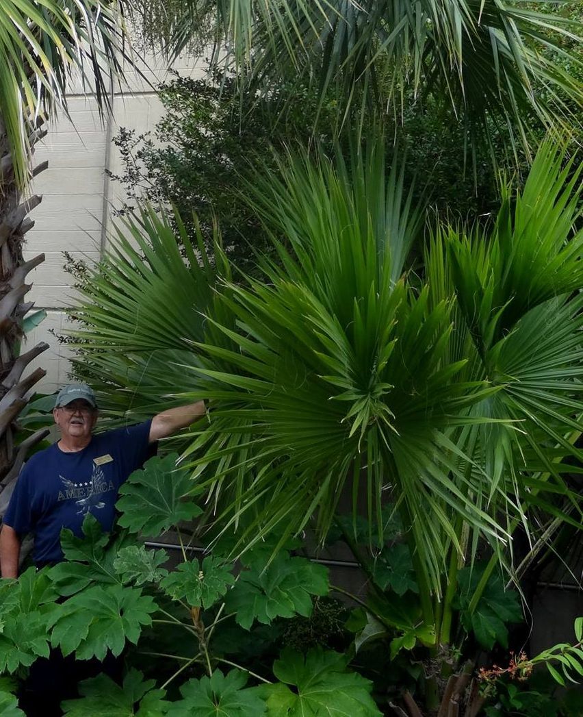 Sabal rosei Seeds! Llanos Palmetto. Cold-Hardy!!!