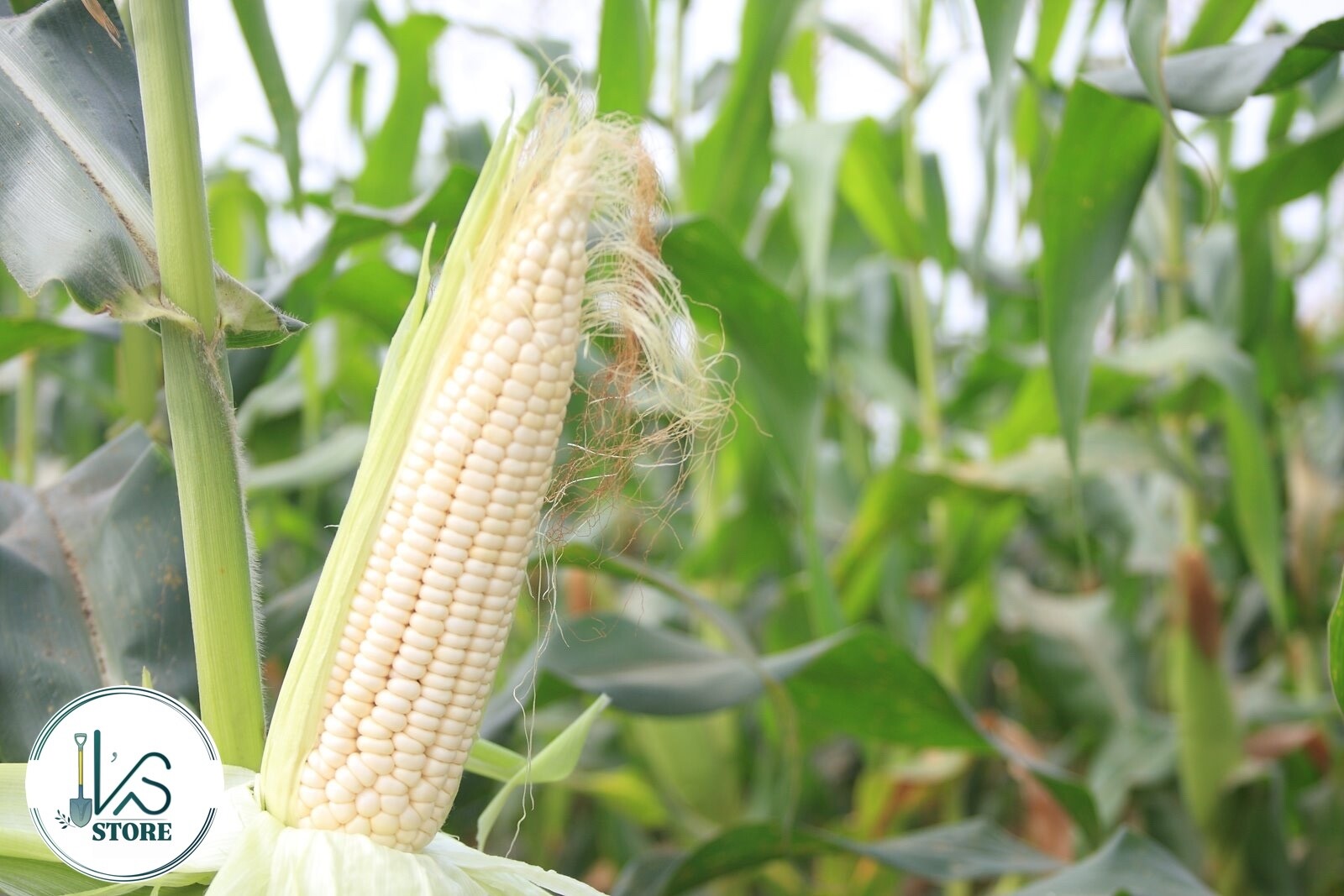 WHITE WAXY CORN SEEDS – HẠT BẮP NẾP TRẮNG (40+ PCS)