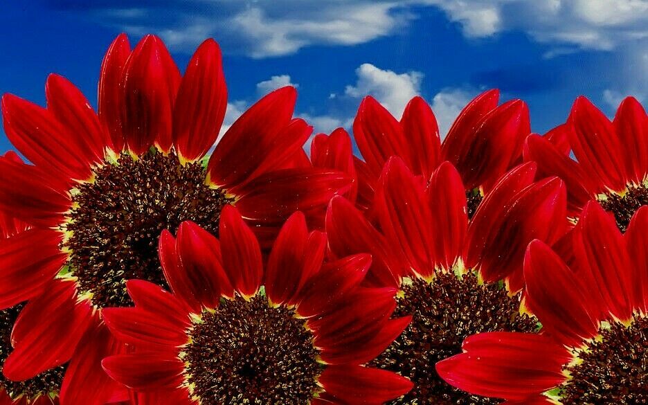 Sunflower RED SUN 5-6’ Bronze/Maroon Flowers 6″ Pollinators Non-GMO 25 Seeds!