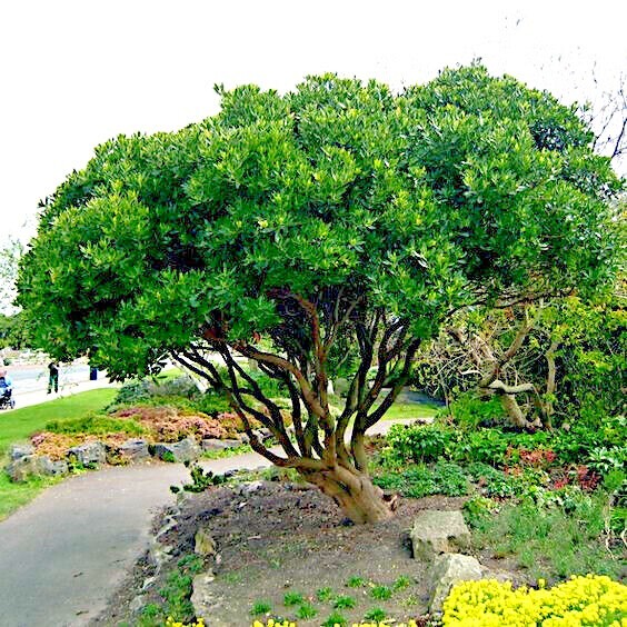 STRAWBERRY TREE SEEDS Arbutus Unedo Garden Fruit Plant Irish Killarney RARE!
