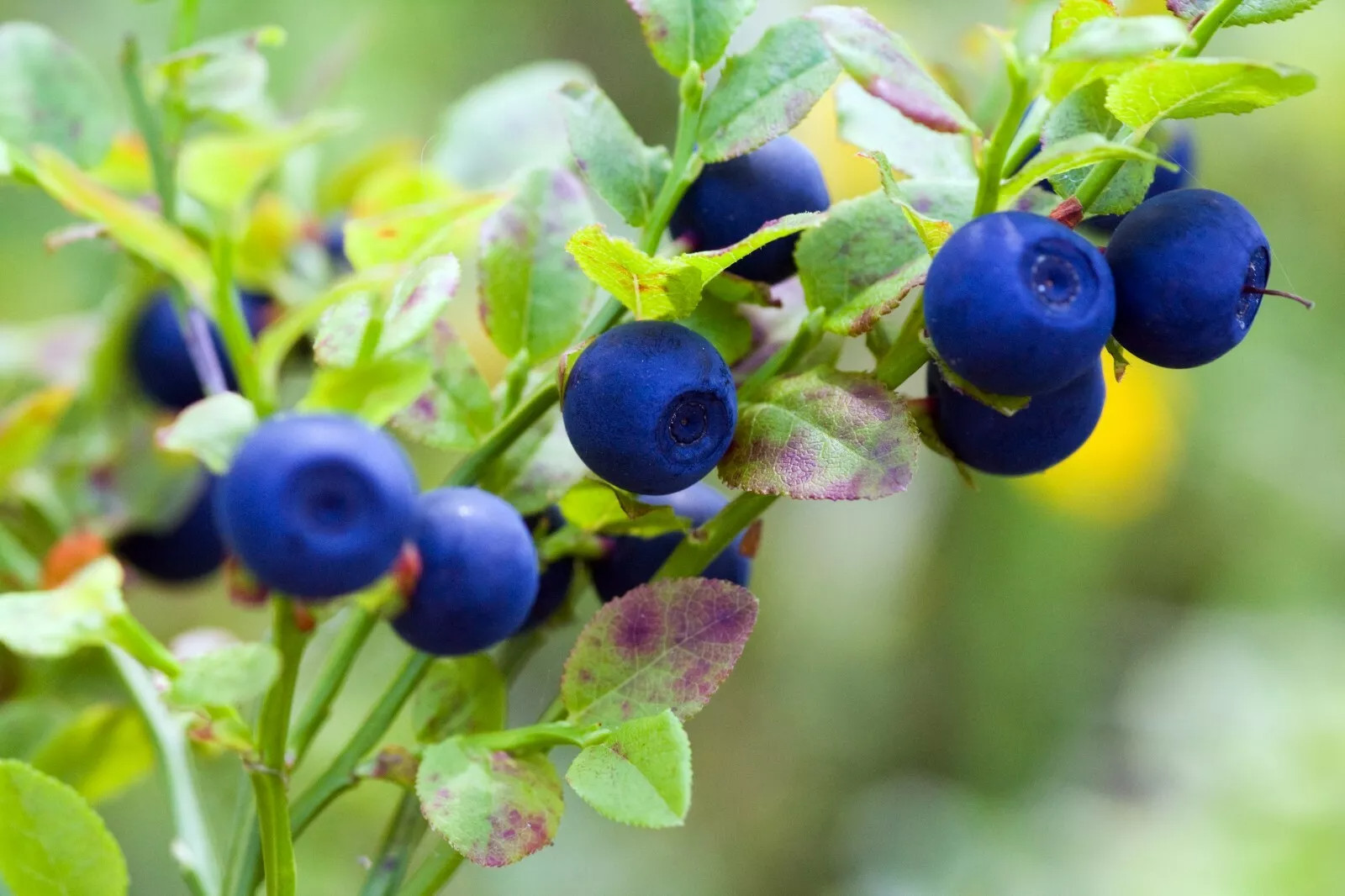 BILBERRY DWARF SHRUB {Vaccinium myrtillus} 30+seeds USA