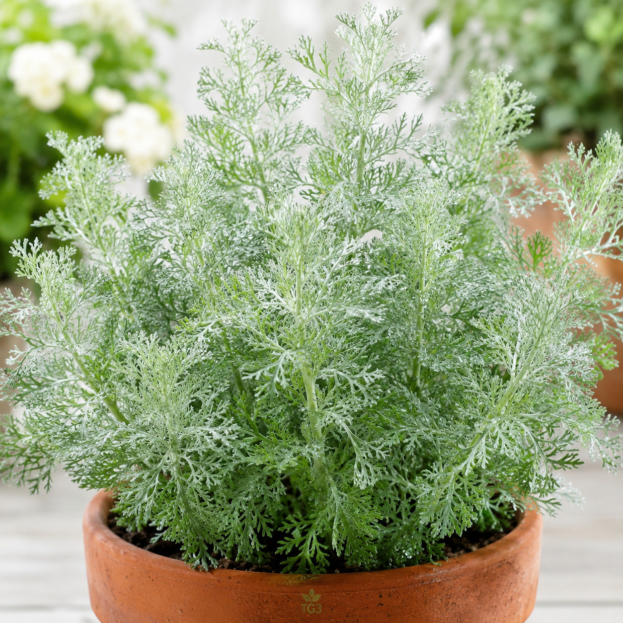 1000+ WORMWOOD SEEDS PEST MOSQUITO DEER REPELLENT HERB MEDICINAL PERENNIAL USA
