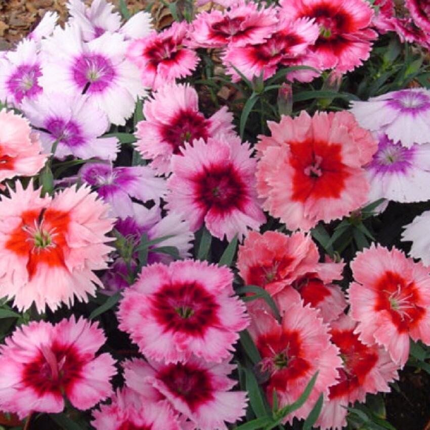 Dianthus Seeds 25 Pelleted Seeds Dianthus Diana Picotee Mix