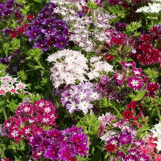 Phlox TWINKLE MIX Tall Flowers Fringed Petals Heirloom PURE Non-GMO 200 Seeds