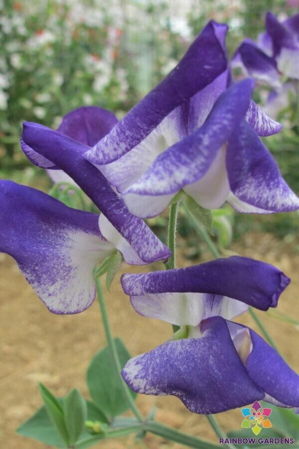 50+ Solway Sapphire Semi-Dwarf Sweet Pea Seeds for Garden – USA – FREE SHIPPING!