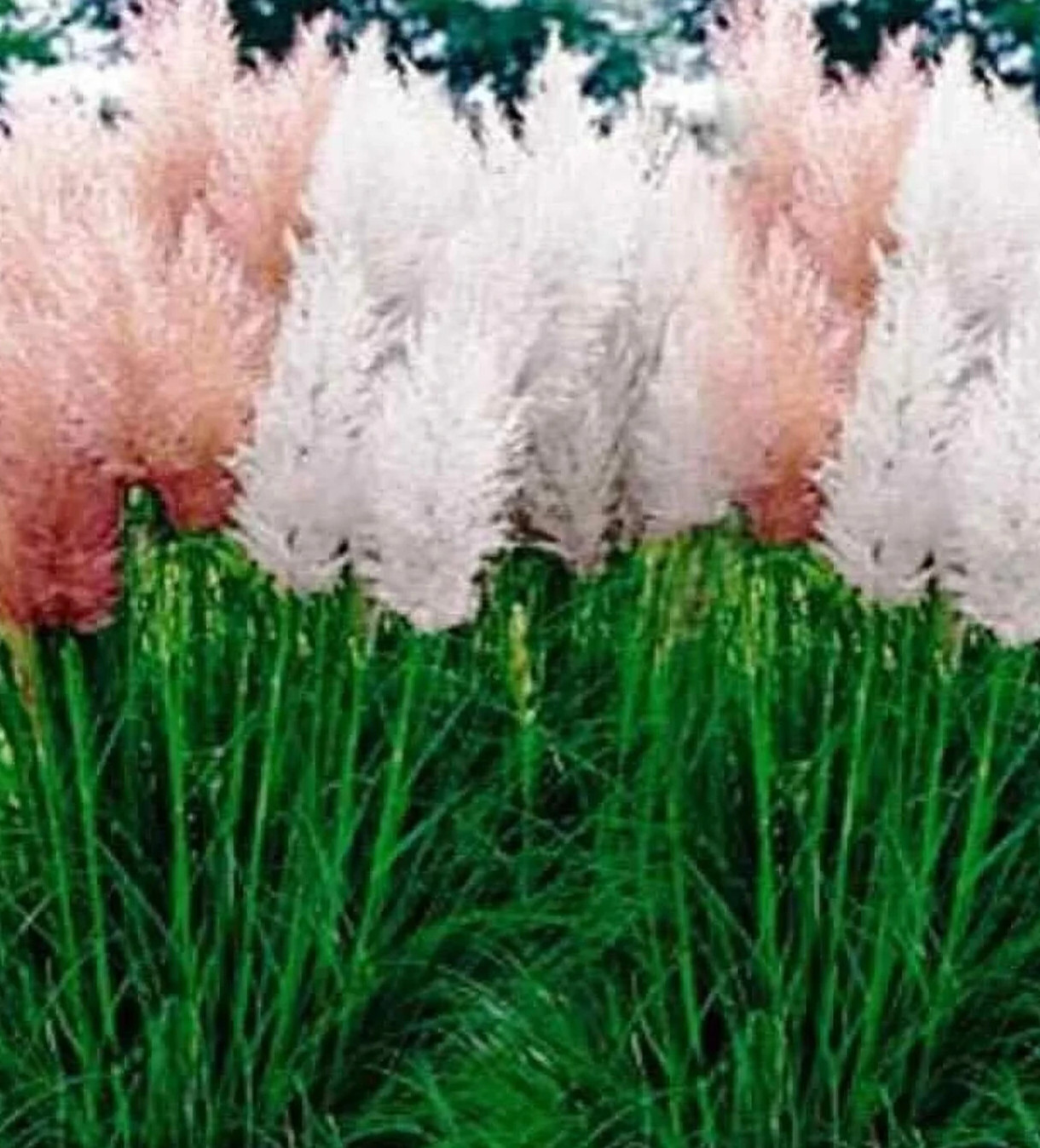 Pampas grass mix, Cortaderia selloana seeds