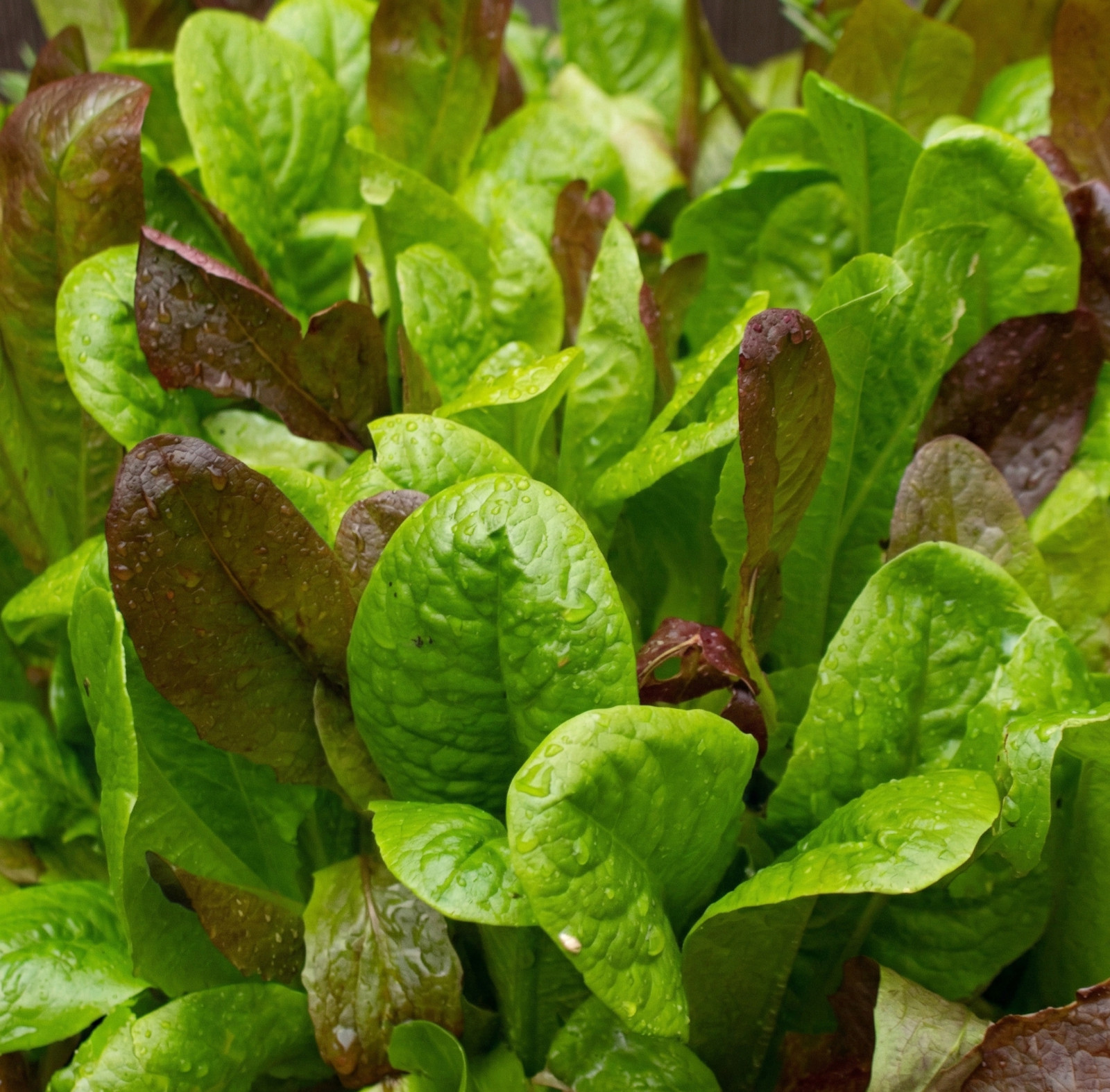 Lettuce GOURMET MIX Mixed Greens Cut & Come Again Garden Non-GMO 1000 Seeds