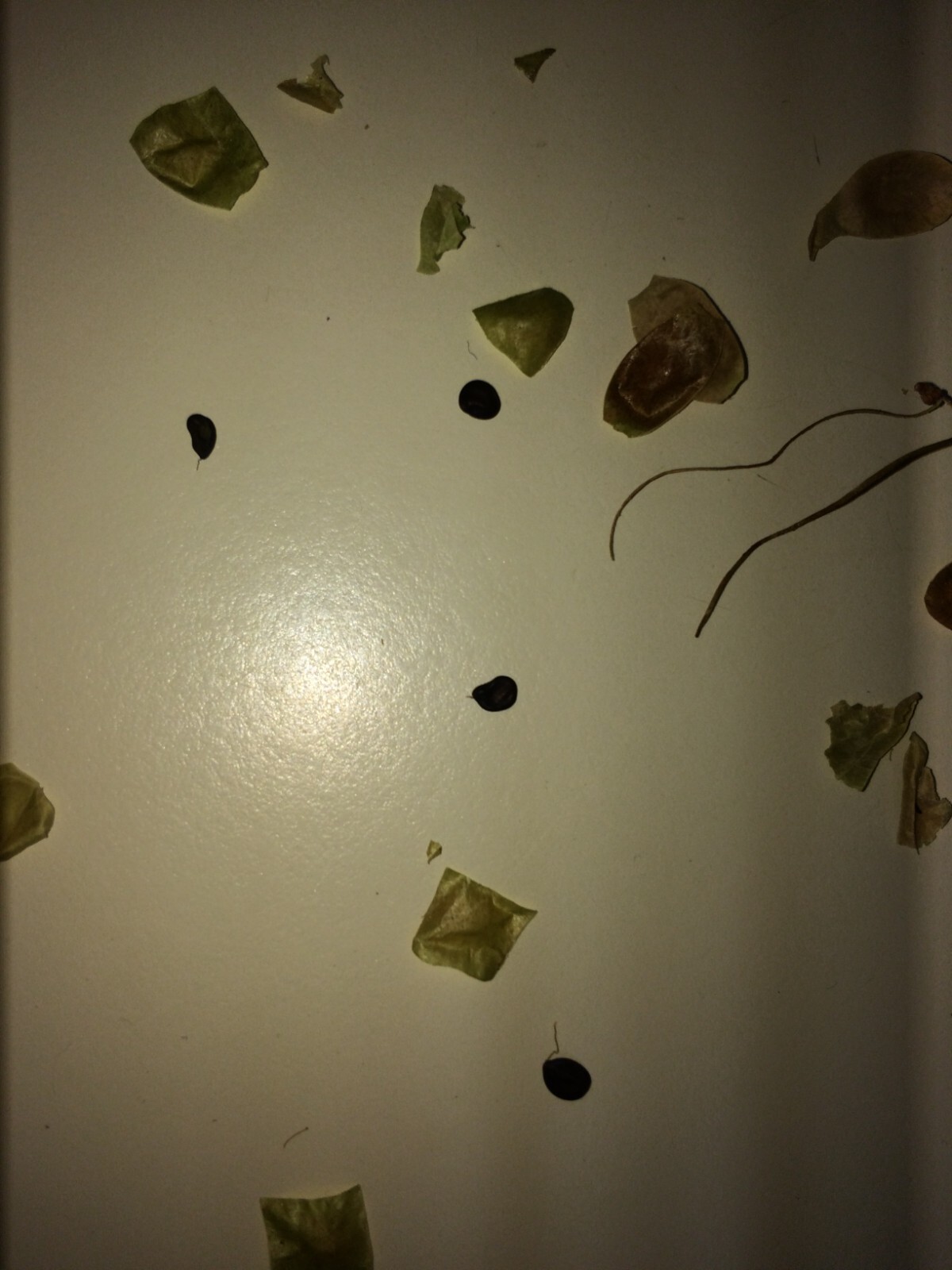 Mimosa Tenuiflora Seeds (not in pods) – 20 Seeds – 2024 Season