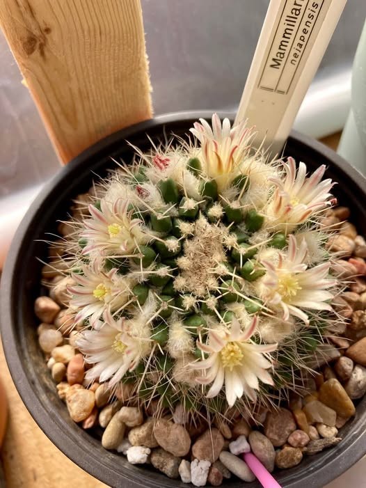 Seed- Mammillaria nejapensis 25-100 seeds (2024)