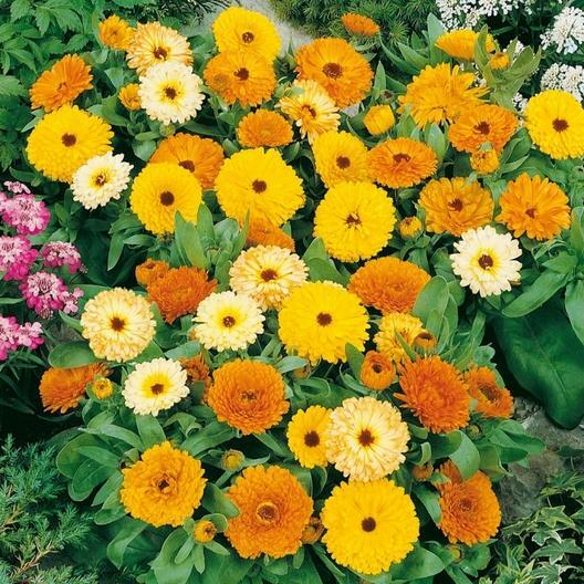 Calendula FIESTA GITANA DWARF Mix Pot Marigold Heirloom Flowers Edible 100 Seeds