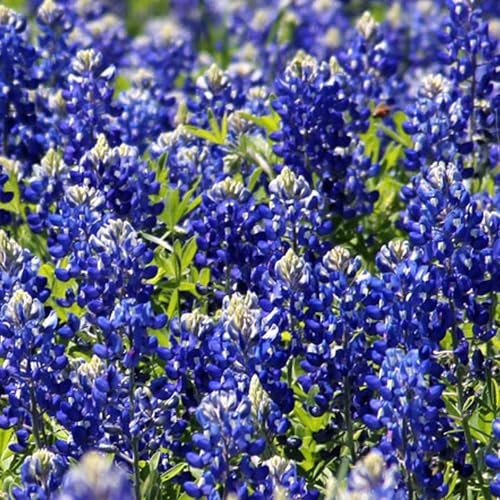 1000+ Texas Bluebonnet Seeds for Planting – Annual Lupinus Texensis, Heirloom